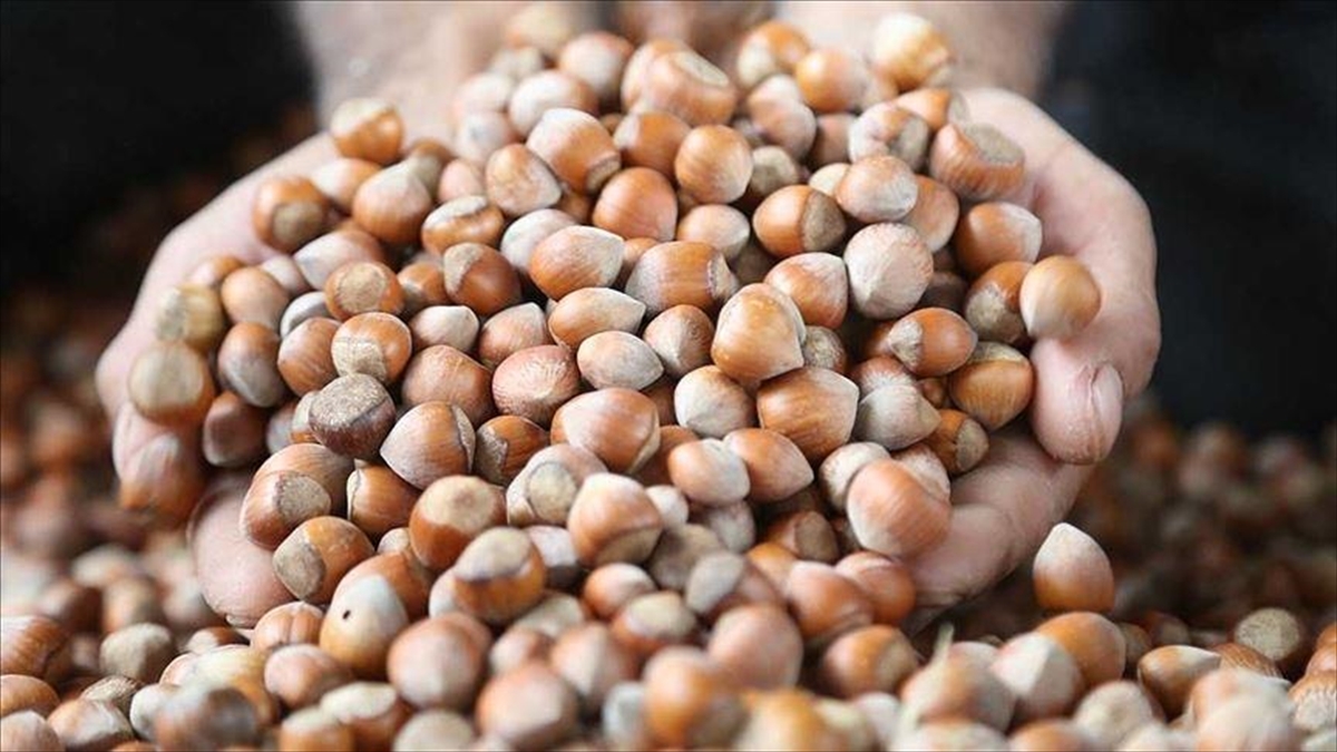 Türkiye Fındık İhracatından 8 Ayda 1,6 Milyar Dolar Kazandı