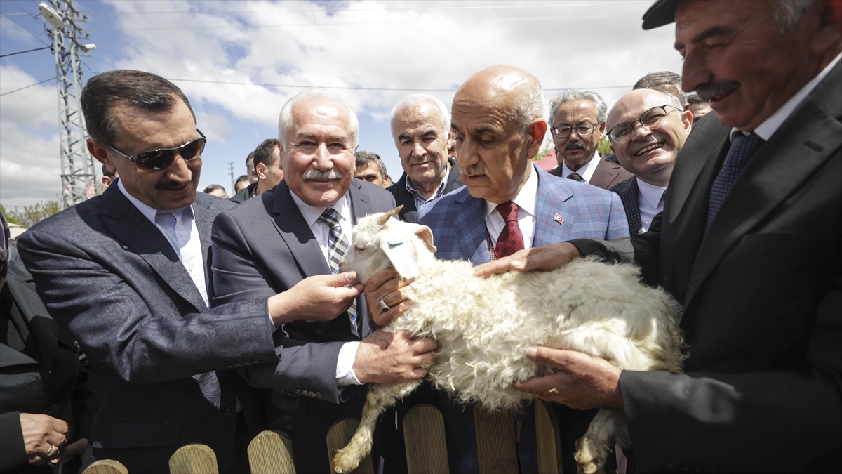 Ankara Keçisi Üreticilerine Verilen Destek Miktarı Yüzde 100 Arttı