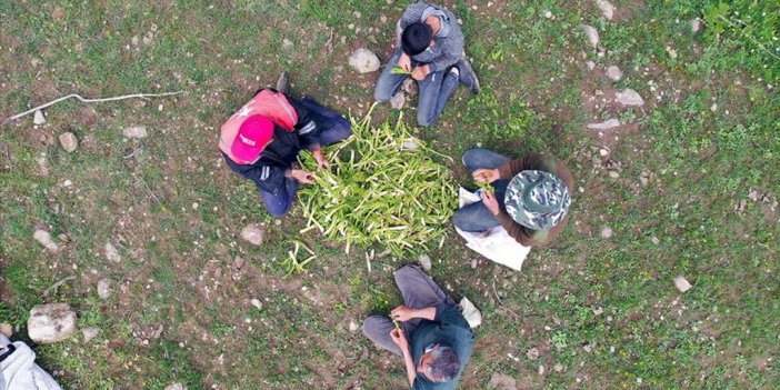 Ağrılıların Heliz Otu Mesaisi Başladı