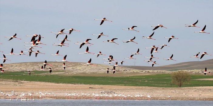 Tuz Gölü'nde Geçen Yıl 1877 Flamingo Dünyaya Geldi