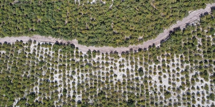Soma'daki Eski Maden Sahaları Ağaçlandırılıyor