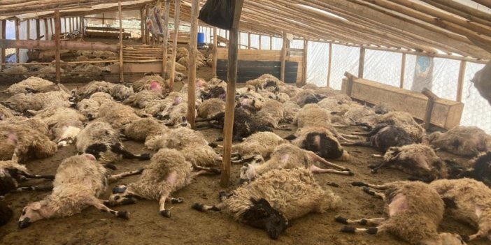 Malatya'da Ağıla Giren Kurtlar 162 Küçükbaş Hayvanı Telef Etti