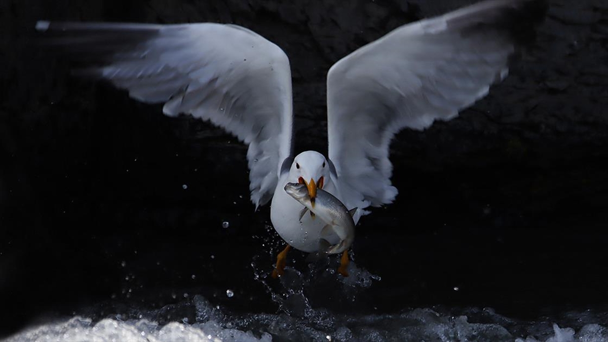 İnci Kefalinin Üremek İçin Tatlı Sulara Göçü Başladı