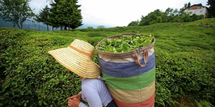 Türk Çayı 4 Ayda 8,2 Milyon Dolar Kazandırdı