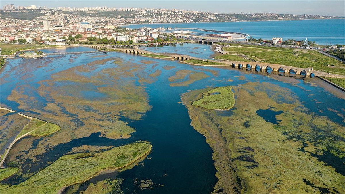 Büyükçekmece Gölü'nde Yosun Birikintileri Oluştu
