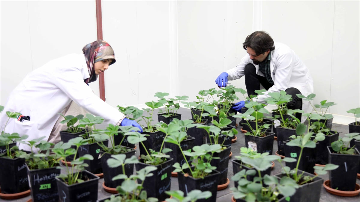 Bakterilerden Üretilen Gübreyle Hem Verim Artacak Hem Toprak Korunacak