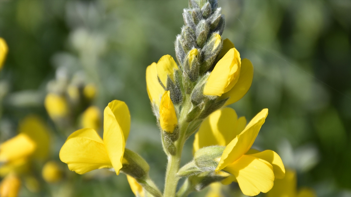 'eber Sarısı'nı Koparmanın Cezası 109 Bin 593 Bin Lira