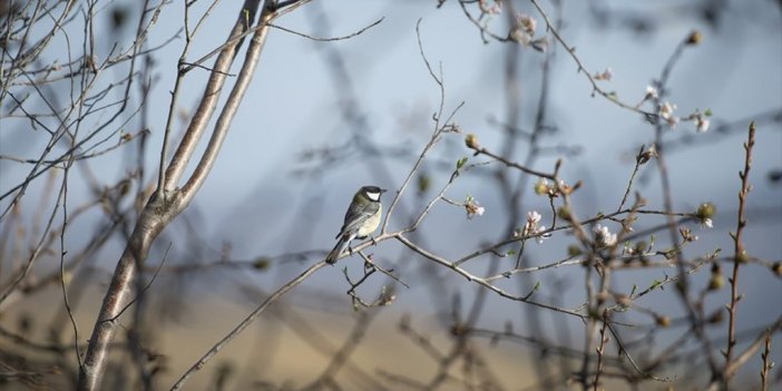 İklim Değişikliği Göçmen Kuşların Küçülmesine Yol Açıyor