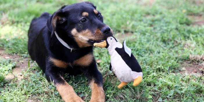 İşkence Edilip Damdan Atılan Köpek Yavrusu Tedavisinin Ardından 'emin Ellerde'