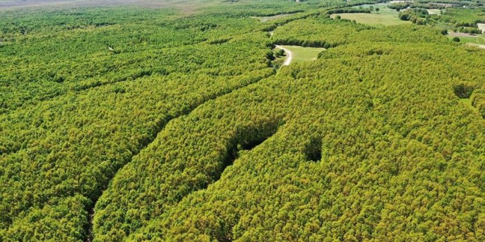 Tekirdağ'da Kazak Gölü Ve İkiz Göller Misafirlerini Ağırlamaya Başladı