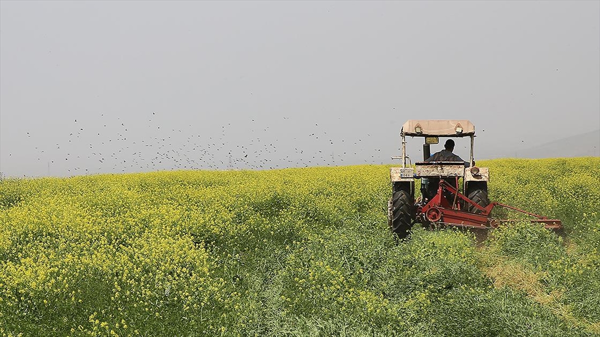 Tmo Mayısta Yem Bitkilerini Yem Sanayicilerine Destekli Fiyattan Satmayı Sürdürecek
