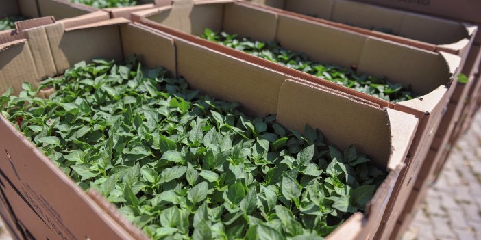 ABB’DEN BAŞKENTLİ ÇİFTÇİYE ŞİMDİ DE SEBZE FİDESİ DESTEĞİ