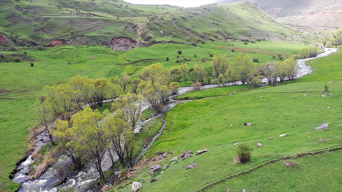 Yurdun En Doğusundaki Yaylalar İlkbahar Yağışlarıyla Canlandı