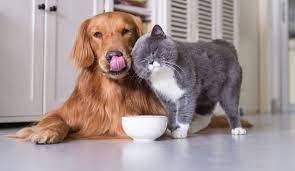 Sitede yaşayıp evcil hayvanları olanlar dikkat!