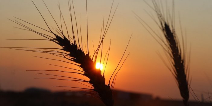 Rusya-ukrayna Savaşıyla Körüklenen Gıda Milliyetçiliği Buğdaya Da Sıçradı