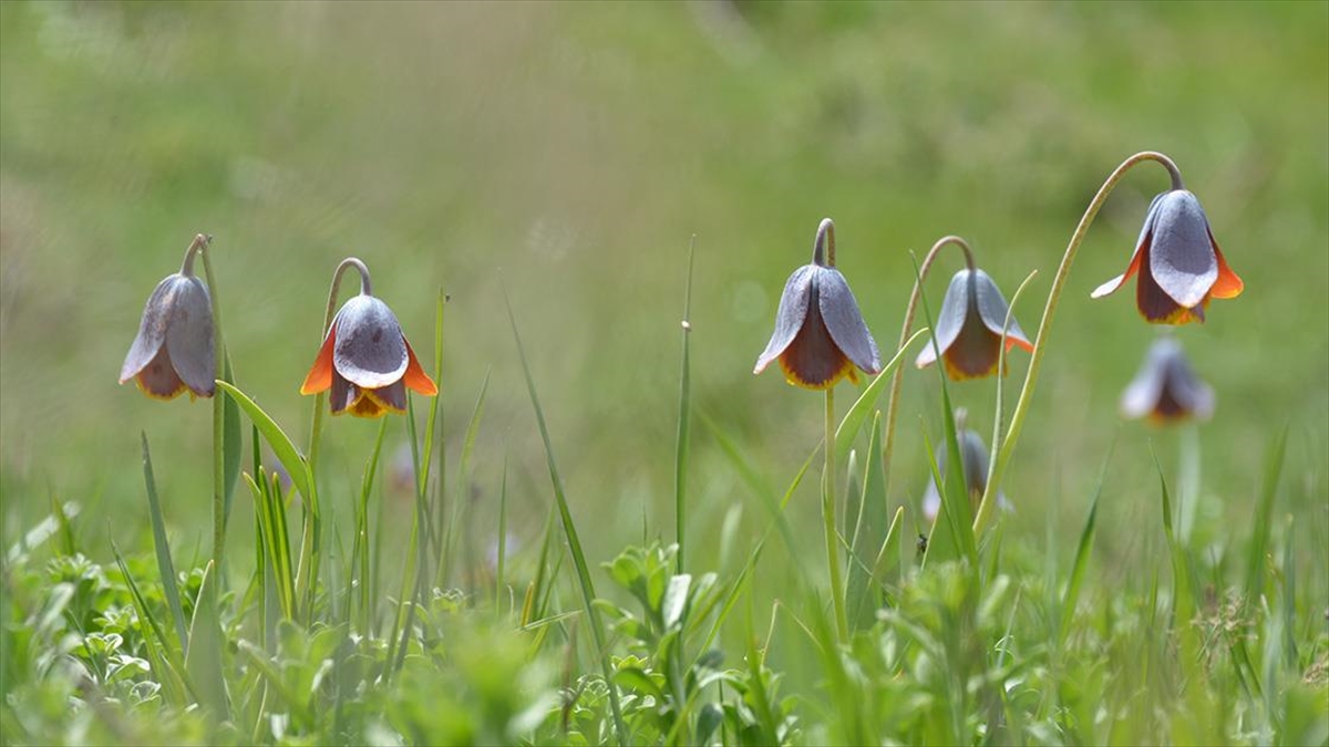 Murat Dağı'nda Karların Erimesinin Ardından Ters Laleler Açmaya Başladı