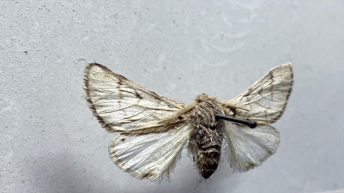 Çam Kese Böcekleri Orman Kadar İnsan İçin De Zararlı