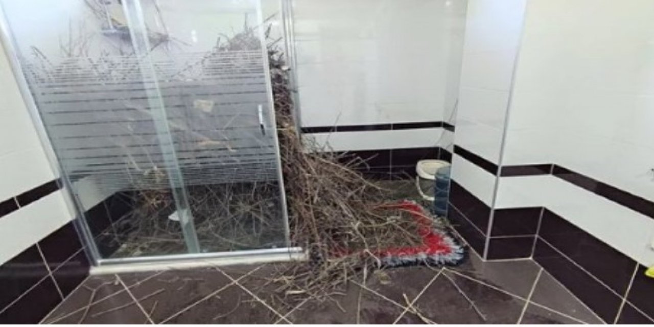 2 yıldır boş olan eve giren kadın şoke oldu! 'Hayatımda böyle bir şey görmedim'