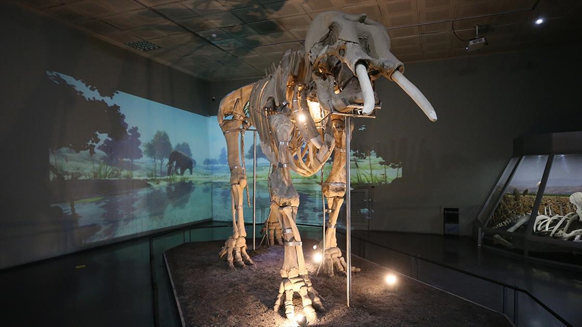 3 Bin 500 Yıllık Antik Fil İskeleti, Işık, Ses Ve Görüntü Efektleriyle Ziyaretçilerini Ağırlıyor
