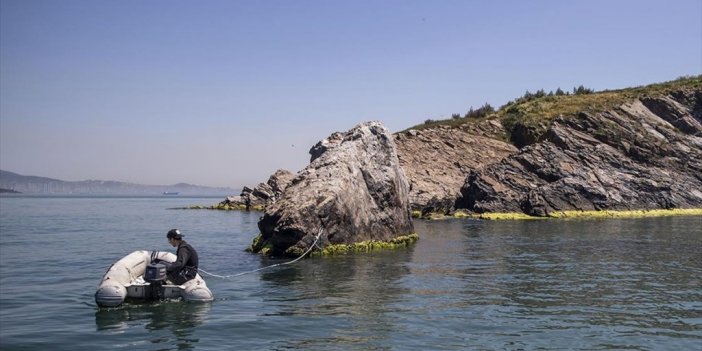 Marmara'da Uzun Yıllardır Görülmeyen Deniz Canlıları Yeniden Ortaya Çıktı