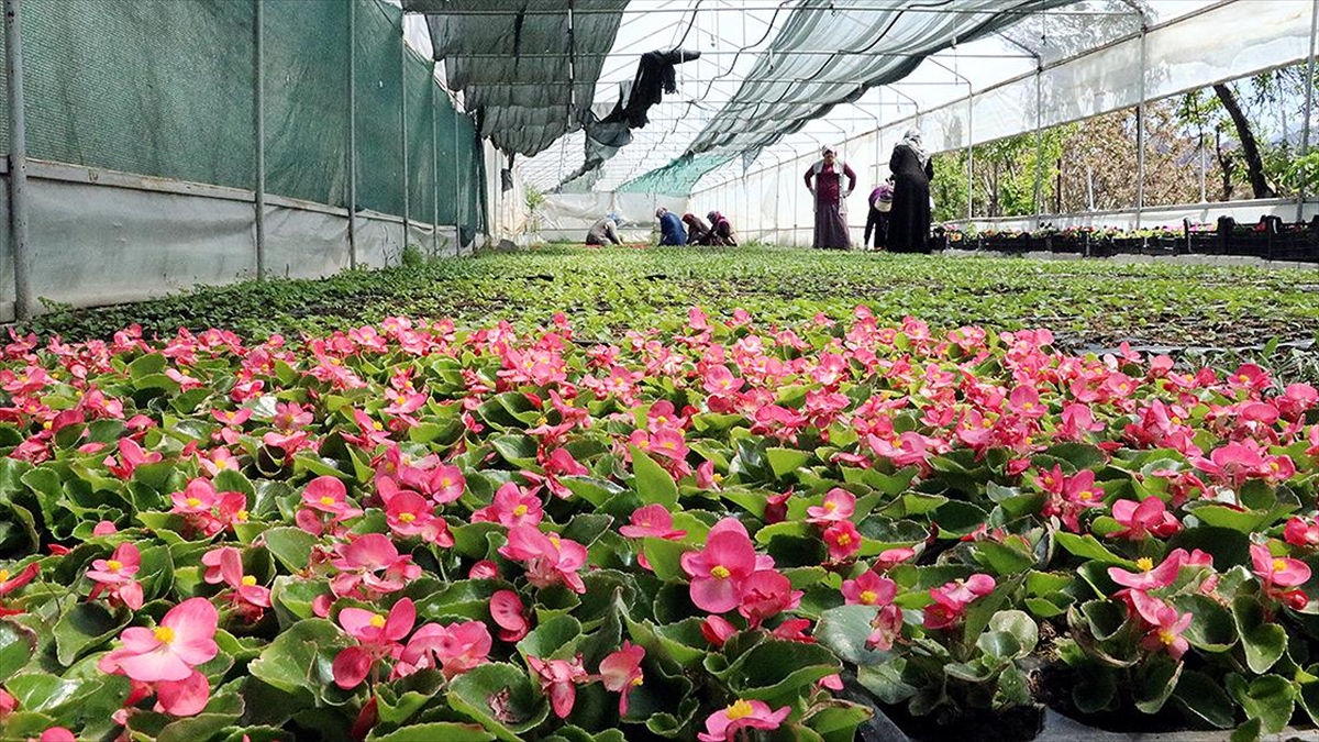 Kadınların Serada Ürettiği Çiçekler Şehirleri Süslüyor