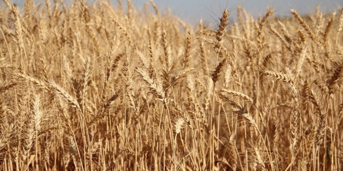 Bu Sezon Buğdayda Rekoltenin Yüksek Olması Bekleniyor