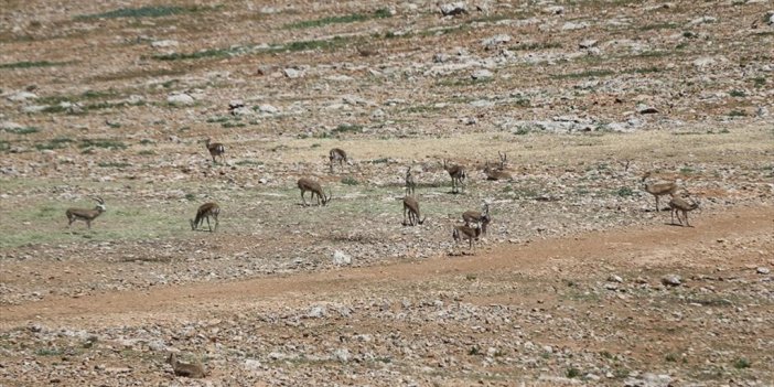 Şanlıurfa Dağlarındaki Ceylan Sayısı Artıyor