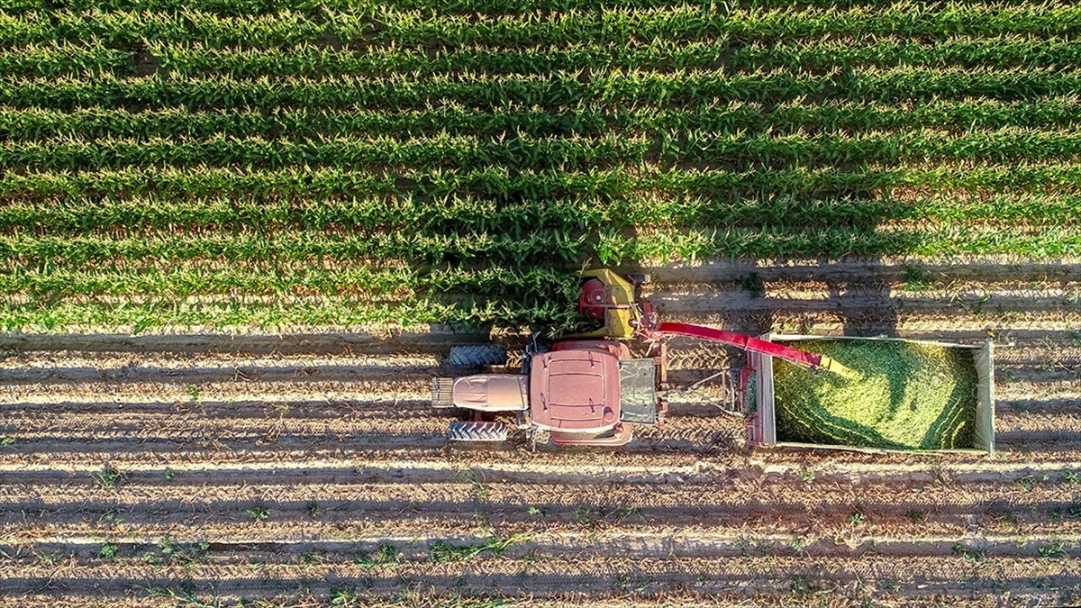 Tahıllar Ve Diğer Bitkisel Ürünlerle Meyve Üretiminin 2022'de Artacağı Tahmin Edildi
