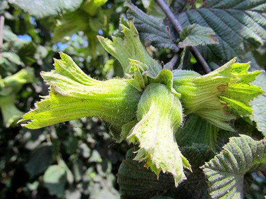 Fındık fiyatları uçuşa geçecek! Kayıp çok büyük