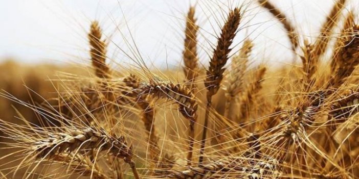 Hastalıklı Buğdayı Hangi Firmanın İthal Ettiği Belli Oldu