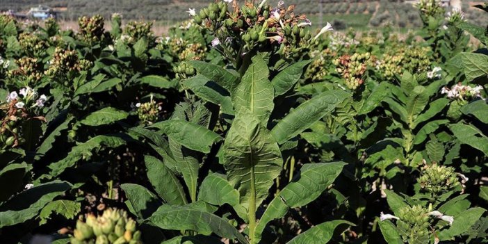 Dünyada Her Yıl Tütün Yetiştirmek İçin Yaklaşık 3,5 Milyon Hektar Alan Yok Ediliyor