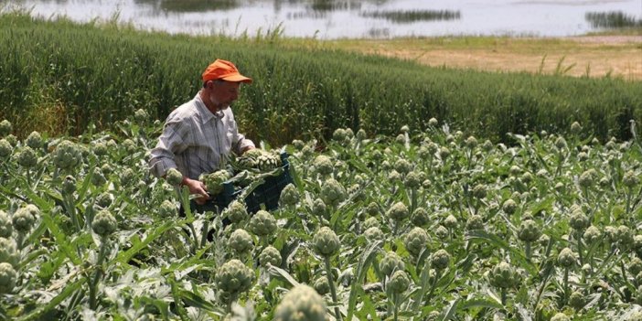 Kandıra'da İlk Kez Alternatif Ürün Olarak Ekilen Enginar Üreticisini Sevindirdi