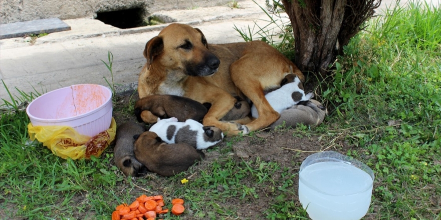 Cami Avlusunda Yavrulayan Köpeğe İmam Sahip Çıktı
