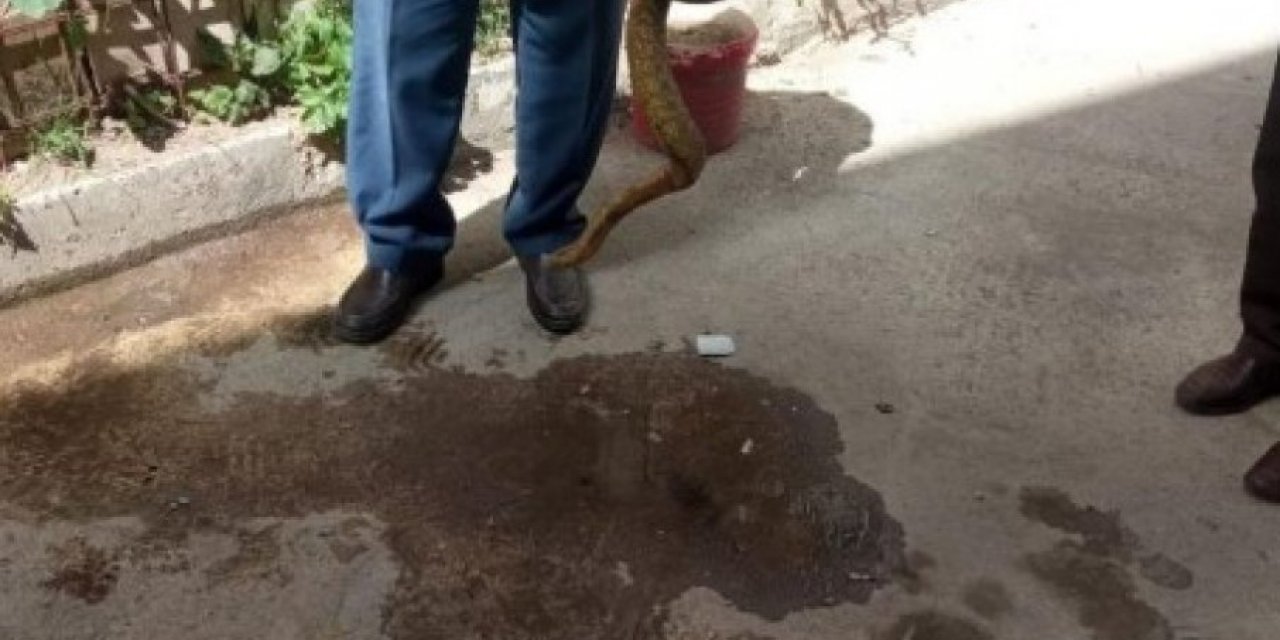 Kocaeli'de bir evin bahçesinden 2 metrelik yılan çıktı
