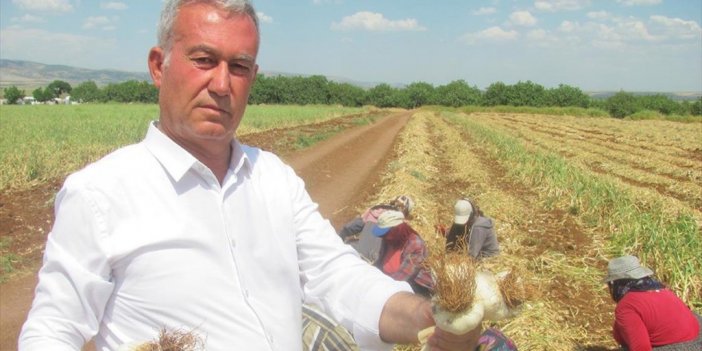 Araban Ovası'nda Sarımsak Hasadı Başladı