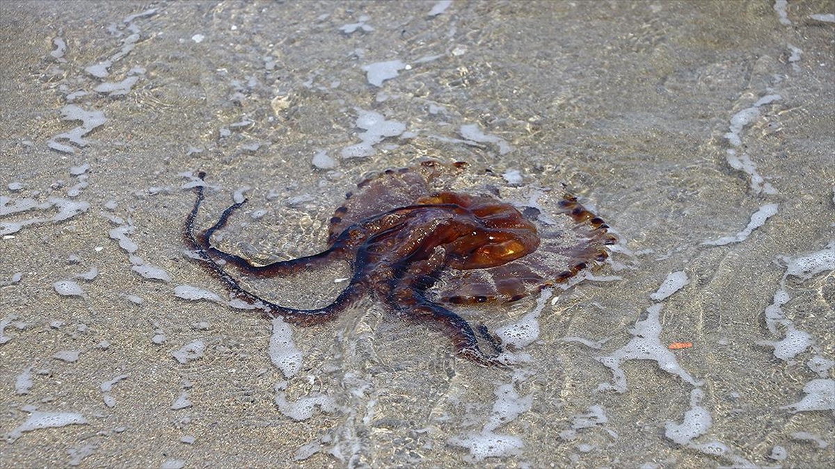 Prof. Dr. Şirin: Kıyıya Yakın Kesimlerde Görülen Denizanalarına Temas Edilmemeli