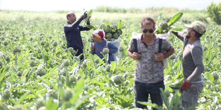 Sakarya'da Enginarın Zorlu Hasadı Başladı