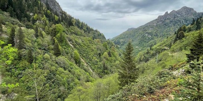 Giresun Ve Ordu'nun Bal Ormanlarını Yırtıcı Böcekler Koruyacak