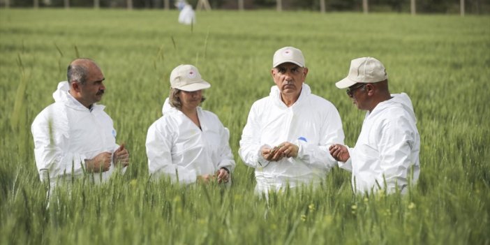 Tarım Ve Orman Bakanı Kirişci Buğday Tarlasından Mesaj Verdi: Bu Sene 19,5 Milyon Ton Beklentimiz Var