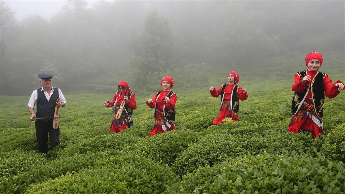 Giresun'da Çay Hasadı Etkinliği Düzenlendi