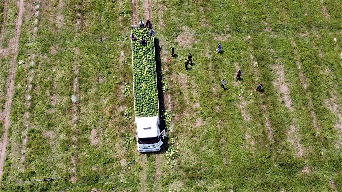 Tarsus'ta 200 Bin Ton Karpuz, 50 Bin Ton Kavun Rekoltesi Bekleniyor