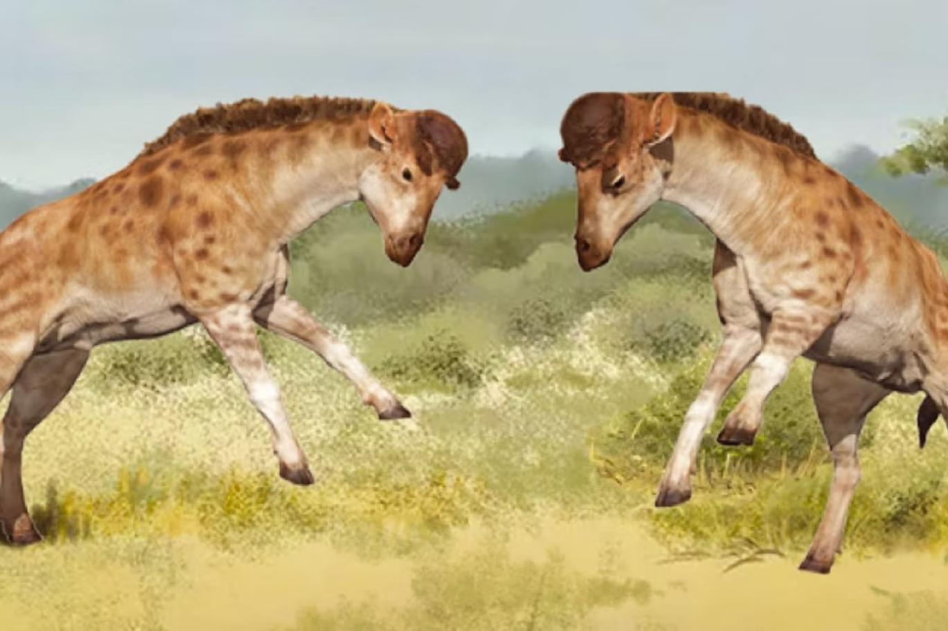 Yeni keşfedilen fosil "Zürafaların boyunları neden uzun?" sorusuna yanıt sundu