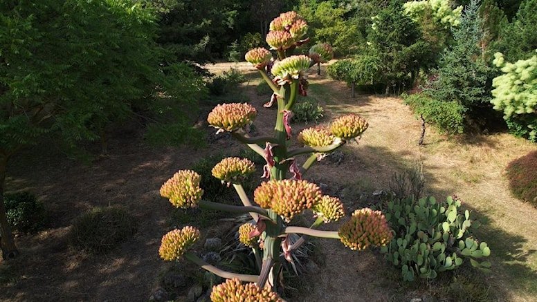 Toprak Dede’nin diktiği ‘sabır çiçeği’ 40 yıl sonra açtı