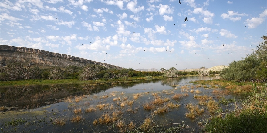 Son 250 Senede 571 Bitki Türü Yok Oldu