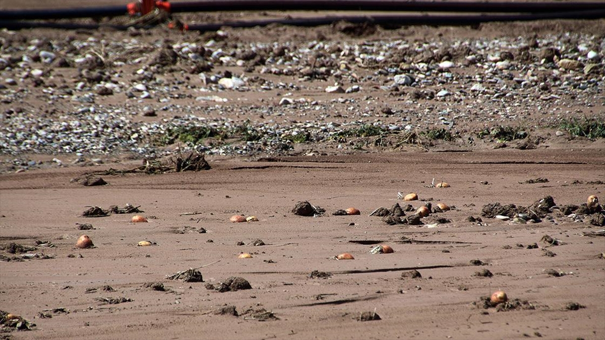 Şarkışla'da Sağanak Ve Dolu Tarım Arazilerine Zarar Verdi