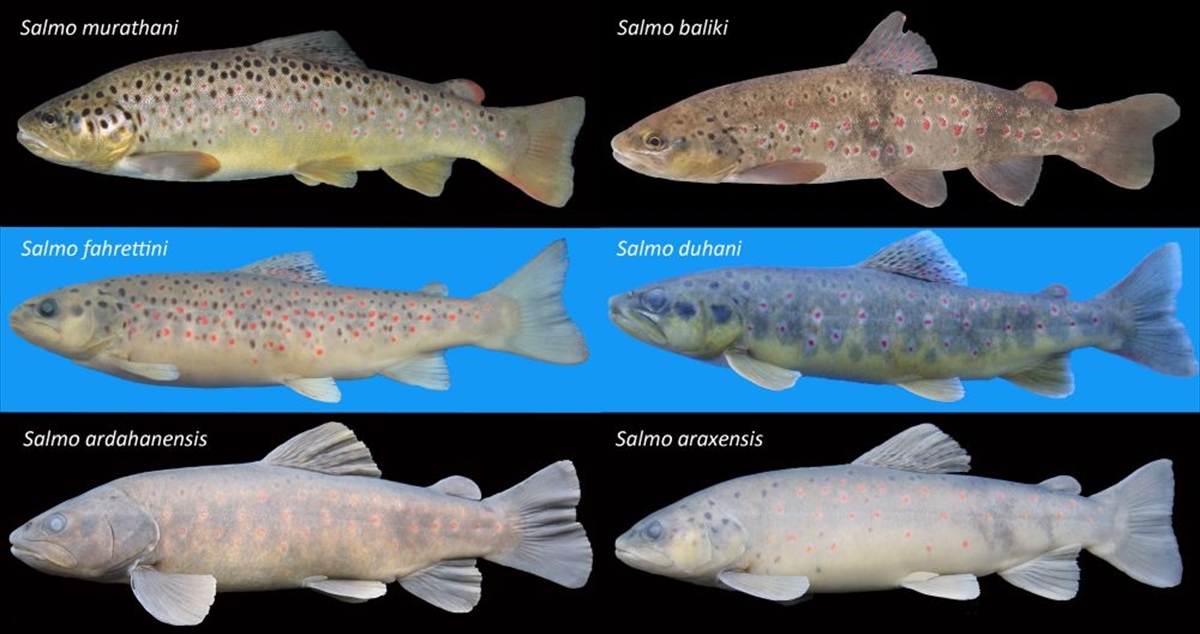 Recep Tayyip Erdoğan Üniversitesince 6 Yeni Alabalık Türü Keşfedildi