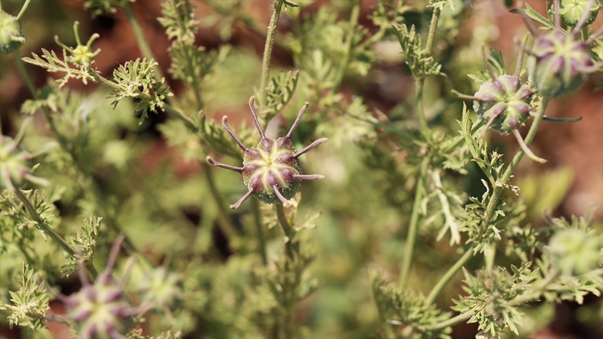 Kilis'te Alternatif Ürün Olarak Ekilen Çörek Otundan 5 Bin Ton Rekolte Bekleniyor