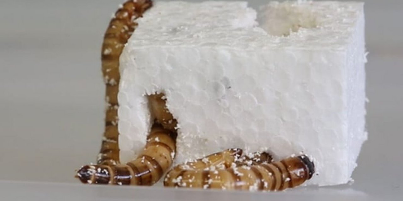 Geri dönüşümde etkili olabilirler: Plastik yiyen solucanlar