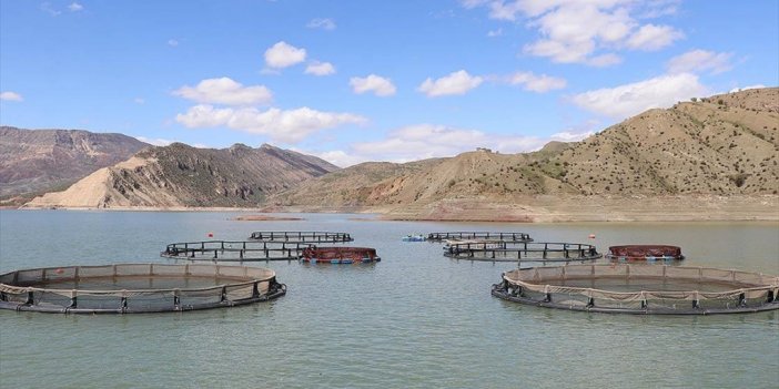 Alkumru Baraj Gölü'nde Kafeslerde Yılda 200 Ton Alabalık Yetiştiriliyor