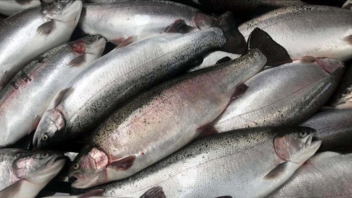 Doğu Karadeniz 5 Ayda 16,1 Milyon Dolarlık Türk Somonu İhraç Etti